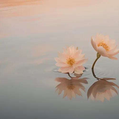 Fiori di loto riflessi sull'acqua al tramonto
